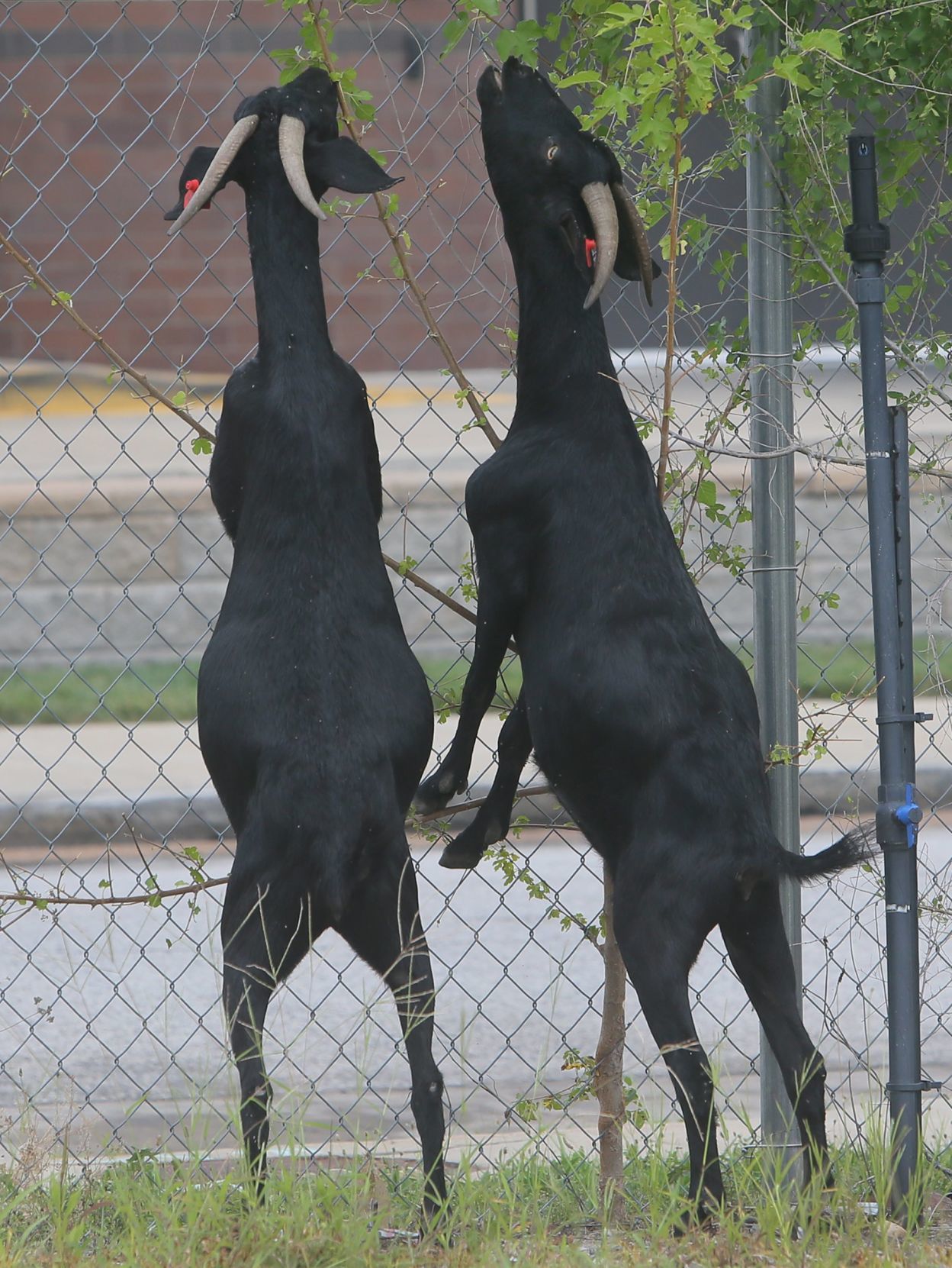 Goats make quick work of urban clearing